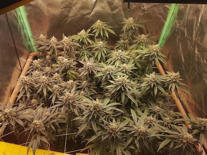 ETHOS Grape Diamonds & Lemon Cherry Pie. Week 15