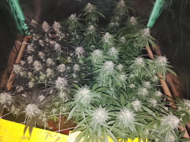 ETHOS Grape Diamonds & Lemon Cherry Pie. Week 16