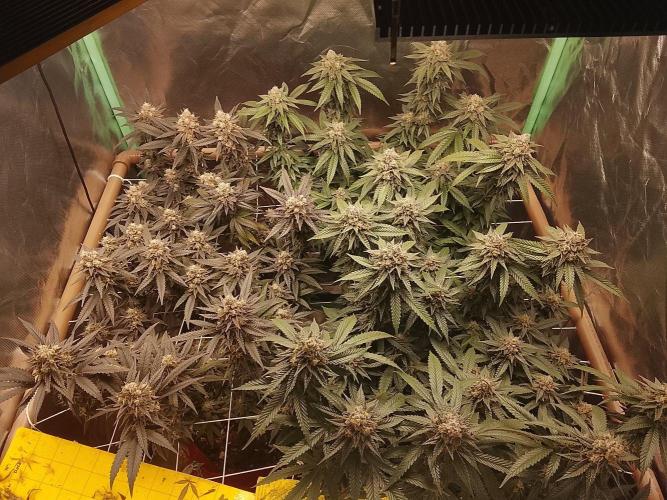 ETHOS Grape Diamonds & Lemon Cherry Pie. Week 16