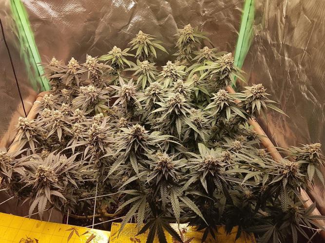 ETHOS Grape Diamonds & Lemon Cherry Pie. Week 16
