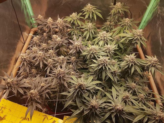 ETHOS Grape Diamonds & Lemon Cherry Pie. Week 16