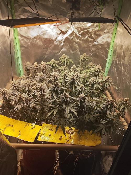 ETHOS Grape Diamonds & Lemon Cherry Pie. Week 16