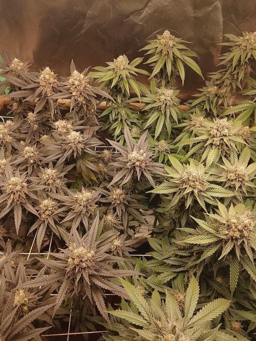 ETHOS Grape Diamonds & Lemon Cherry Pie. Week 16