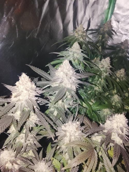 ETHOS Grape Diamonds & Lemon Cherry Pie. Week 16