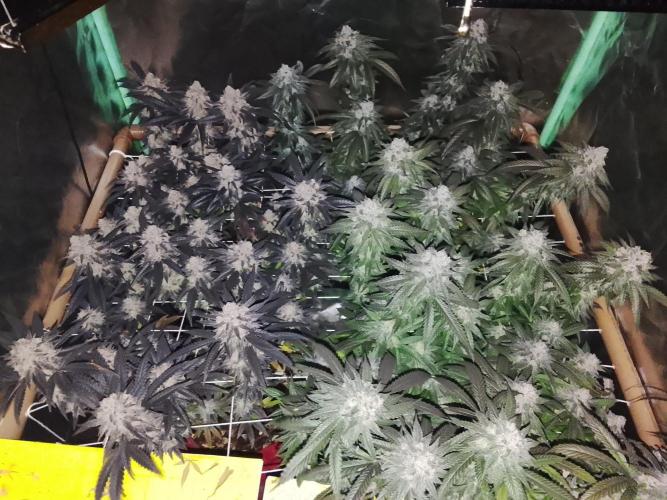 ETHOS Grape Diamonds & Lemon Cherry Pie. Week 17