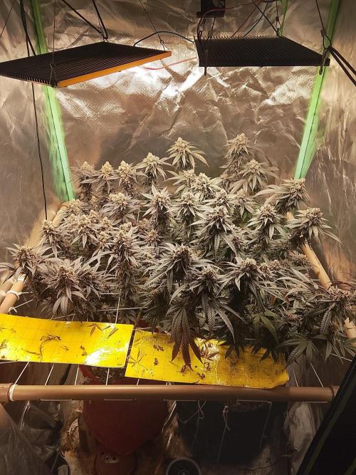 ETHOS Grape Diamonds & Lemon Cherry Pie. Week 17
