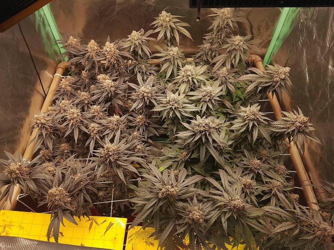 ETHOS Grape Diamonds & Lemon Cherry Pie. Week 17