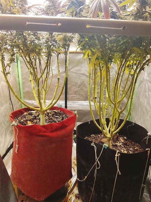 ETHOS Grape Diamonds & Lemon Cherry Pie. Week 17