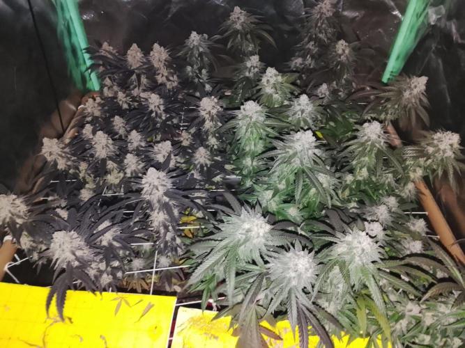 ETHOS Grape Diamonds & Lemon Cherry Pie. Week 17