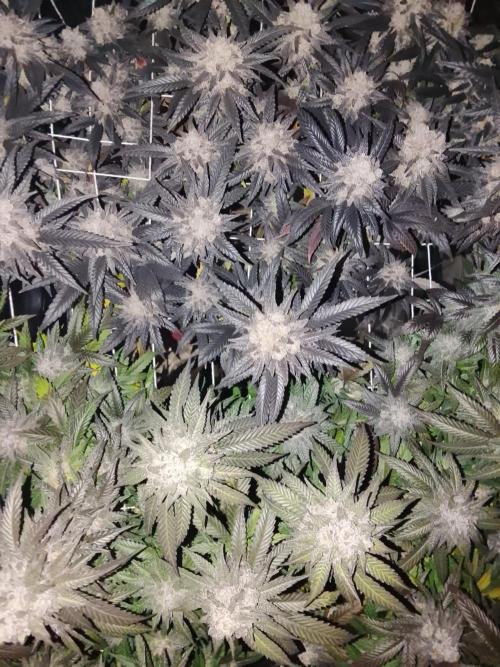 ETHOS Grape Diamonds & Lemon Cherry Pie. Week 17
