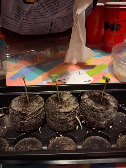 Mephisto Genetics. Week 0