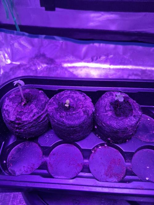 Mephisto Genetics. Week 0