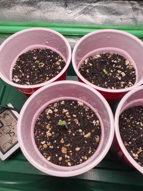 Black Cherry Gushers - Barneys Farm x Backpack Boyz Collab! Indoor Grow 2025. Week 0 - 2 BCG - 1 Biscotti
Barneys Farm / Backpack Boyz