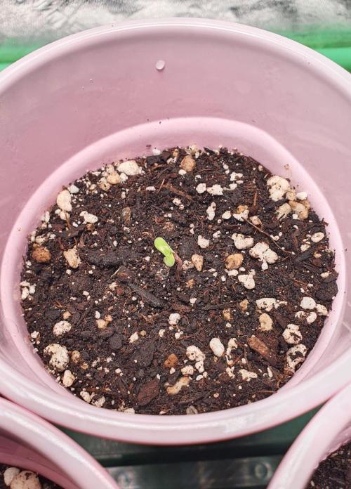 Black Cherry Gushers - Barneys Farm x Backpack Boyz Collab! Indoor Grow 2025. Week 0 - Black Cherry Gushers #2