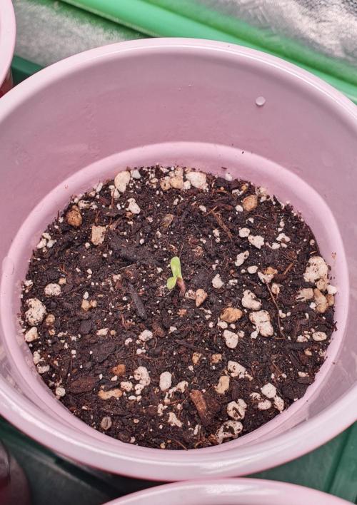 Black Cherry Gushers - Barneys Farm x Backpack Boyz Collab! Indoor Grow 2025. Week 0 - Black Cherry Gushers #2