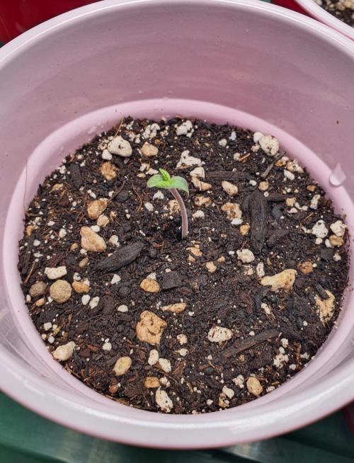 Black Cherry Gushers - Barneys Farm x Backpack Boyz Collab! Indoor Grow 2025. Week 0 - Black Cherry Gushers #1