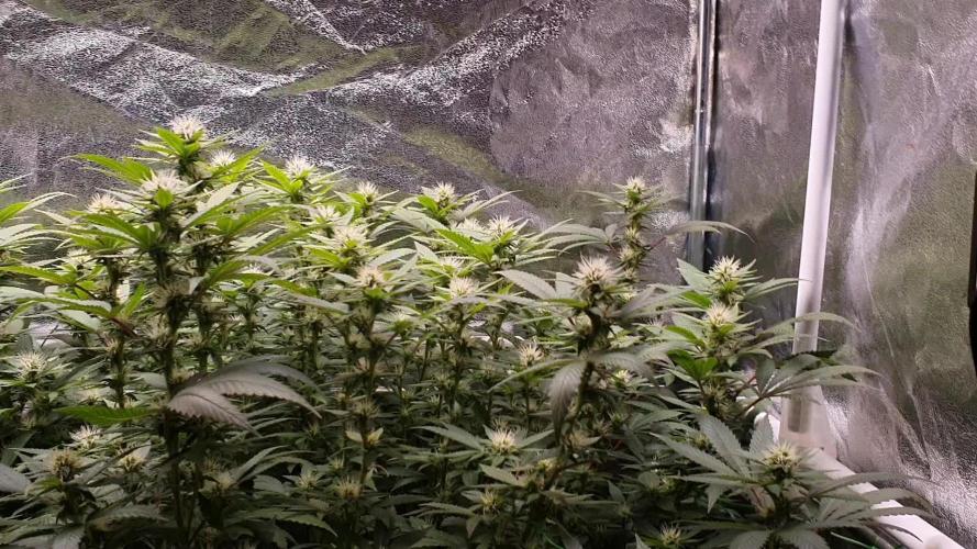 Gelato 45 Indoor Barneys Farm Grow 2024