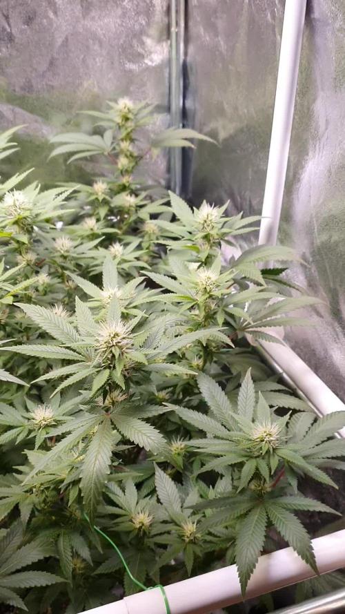 Gelato 45 Indoor Barneys Farm Grow 2024