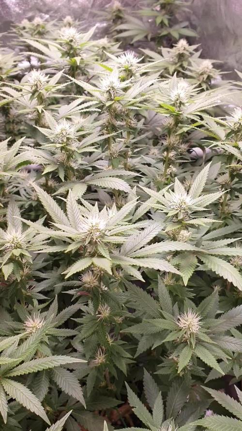 Gelato 45 Indoor Barneys Farm Grow 2024