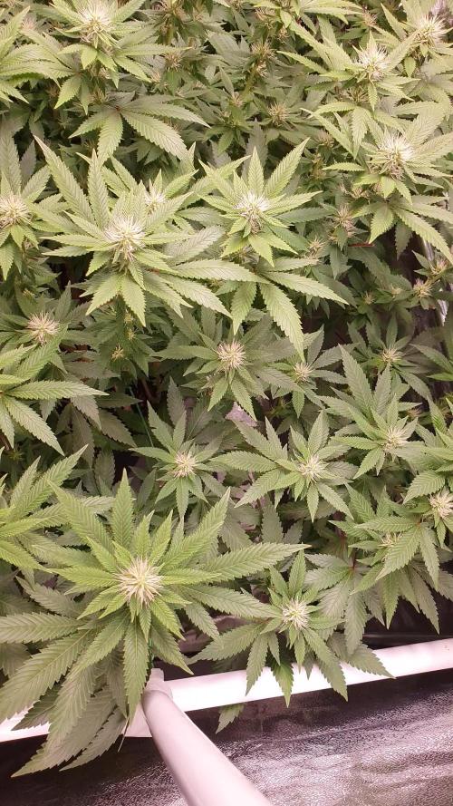 Gelato 45 Indoor Barneys Farm Grow 2024