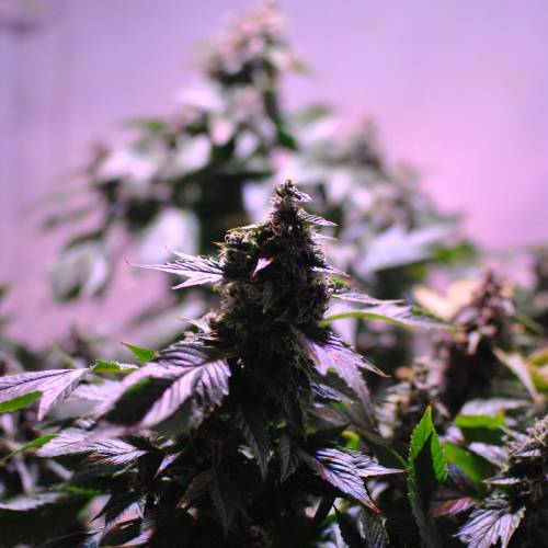 Frisian Duck. Week 8