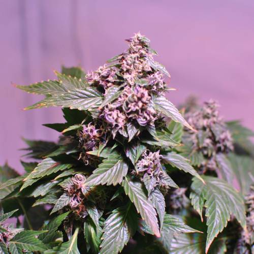 Frisian Duck. Week 8