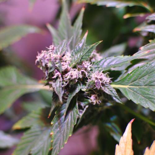 Frisian Duck. Week 8