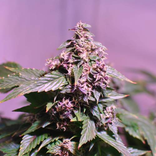 Frisian Duck. Week 8