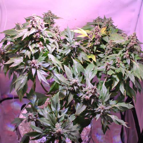 Frisian Duck. Week 8