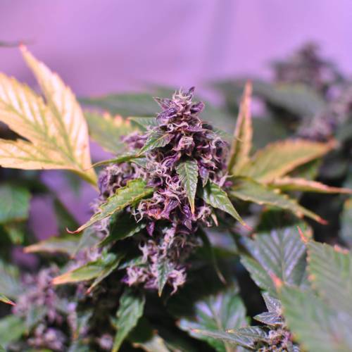 Frisian Duck. Week 8