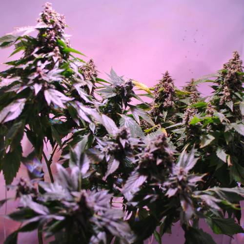 Frisian Duck. Week 8