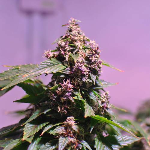 Frisian Duck. Week 8