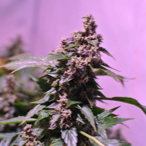 Frisian Duck. Week 8