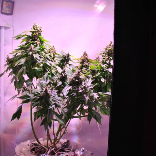 Frisian Duck. Week 8