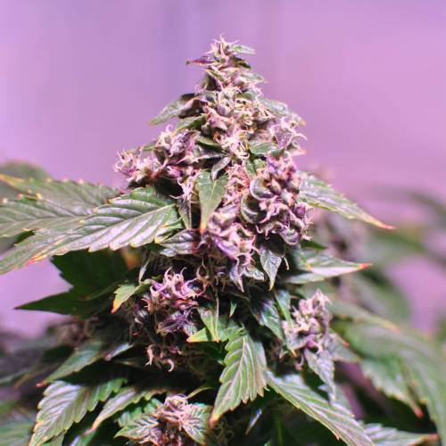 Frisian Duck. Week 8