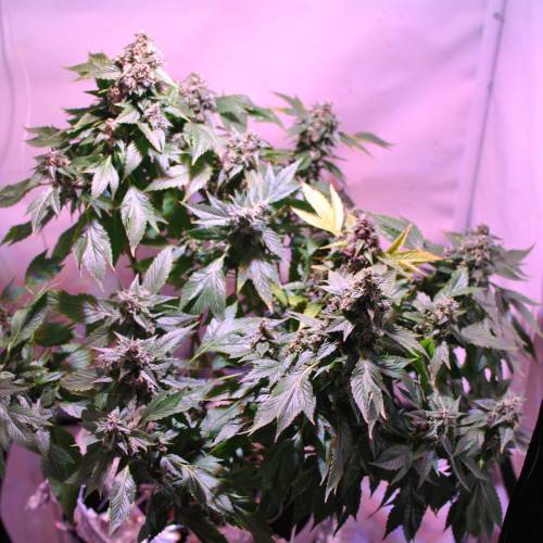 Frisian Duck. Week 8