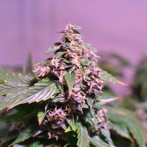 Frisian Duck. Week 8