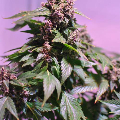 Frisian Duck. Week 8