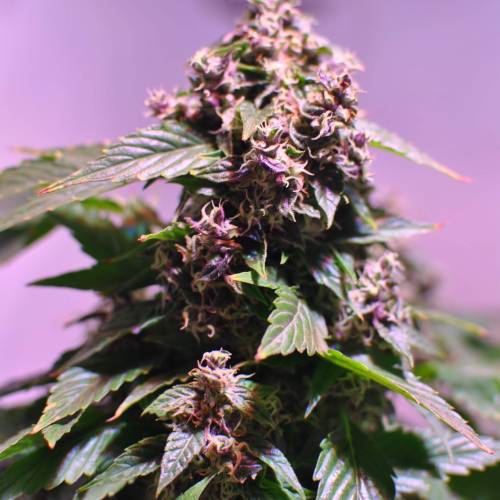 Frisian Duck. Week 8