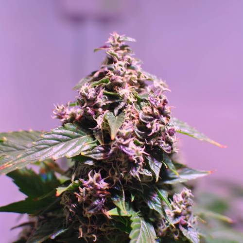 Frisian Duck. Week 8