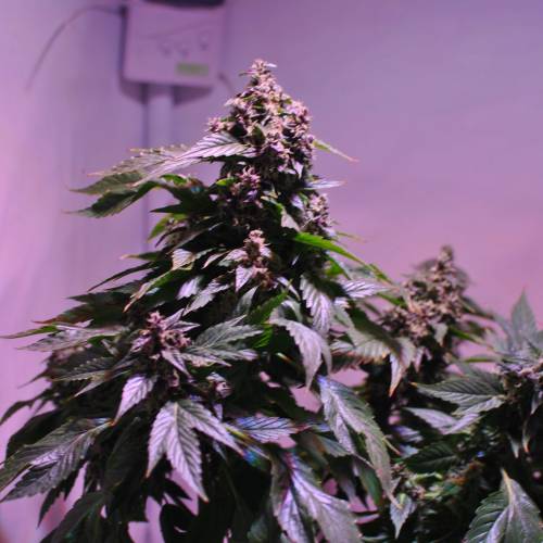 Frisian Duck. Week 8