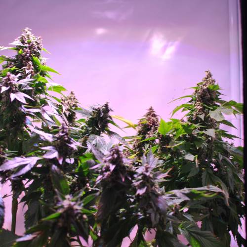 Frisian Duck. Week 8