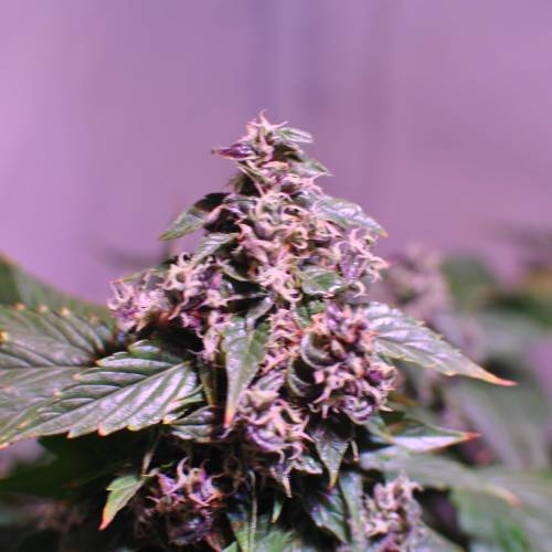 Frisian Duck. Week 8