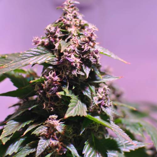 Frisian Duck. Week 8