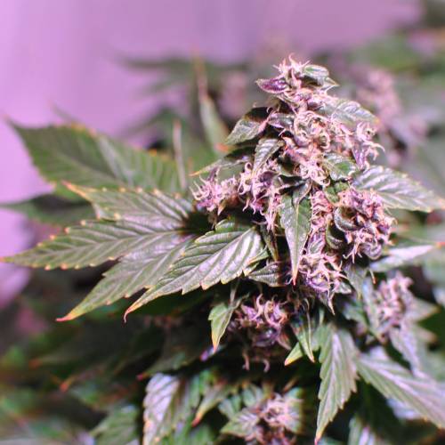 Frisian Duck. Week 8