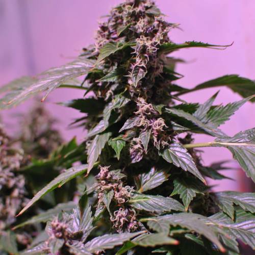 Frisian Duck. Week 8