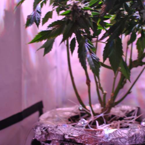 Frisian Duck. Week 8