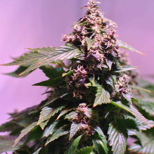 Frisian Duck. Week 8