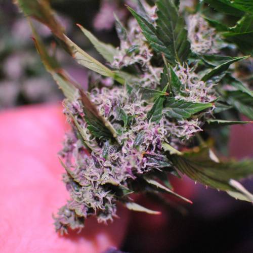 Frisian Duck. Week 8