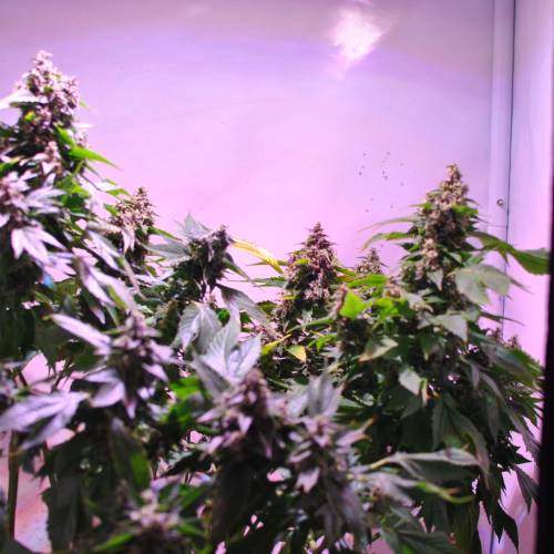 Frisian Duck. Week 8